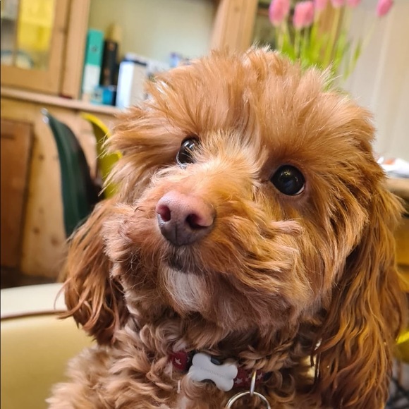 Profile Picture of Danielle Bouchard (@mini_frenchie80) on Poshmark