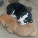 Profile Picture of Cliver Paitan (@Cliver-Paitan) on Facebook