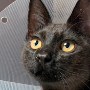 Profile Picture of Hoy Kim (@difgalaxy) on Youtube