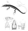 Profile Picture of Gastropholis vittataon Wikipedia