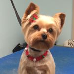 Profile Picture of Nancy Bryson (@nancybrysongroomer) on Instagram