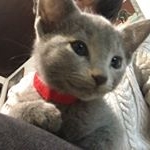 Cleo’s Life - Instagram Profile Picture of Cleo’s Life (@cleo_kitten_life) on Instagram