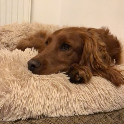 Profile Picture of Matthew Stott (@docstott) on Twitter