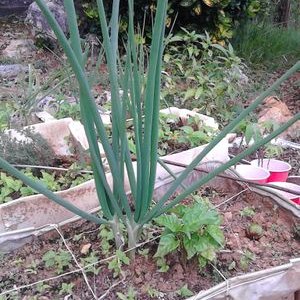 Profile Picture of Punkey Palmer Delroy (@PunkeyPalmer) on Twitter