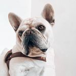 Profile Picture of ARCHIBALD the French Bulldog (@raisingarchibald) on Instagram