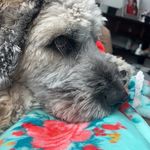 Profile Picture of Bailey Hoaglund (@bailey_the_bernie_doodle) on Instagram
