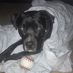 Profile Picture of Duke (@duke.lehsten) on Instagram