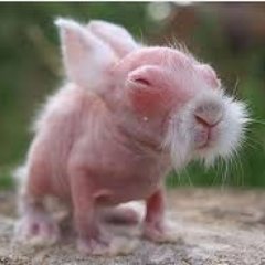 Profile Picture of Wombat (@BryanStevenGon7) on Twitter