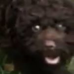 Profile Picture of Alex McAllister (@alex_mcuster) on Instagram