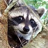 Profile Photo of The MPR Raccoon (@TheStPaulRacco1) on Twitter