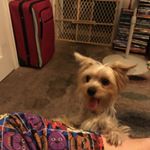 William Reyna - Instagram Profile Picture of William Reyna (@williamreyna121) on Instagram