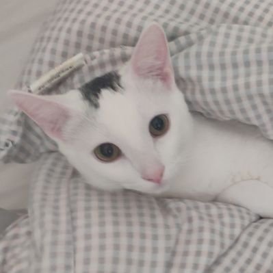 Profile Picture of Xiaofei Wang (@xiaof_w) on Twitter