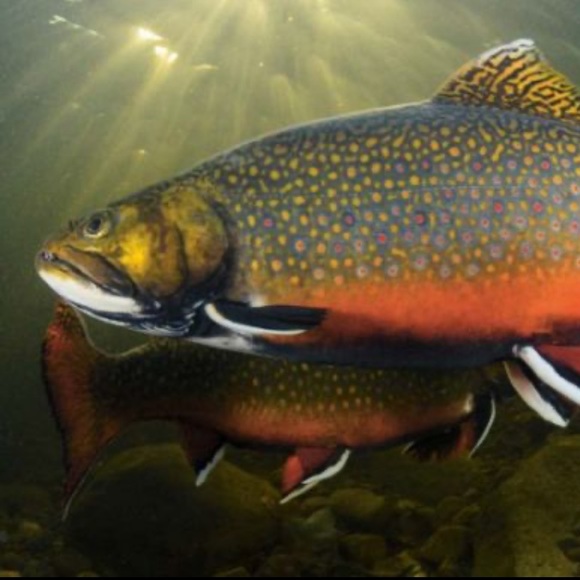 Profile Picture of Jason Sipes (@f8jrnlst) on Poshmark