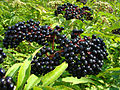 Profile Picture of Sambucus - Wikipediaon Wikipedia