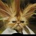 Profile Picture of Steven Occhino (@profile.php) on Facebook