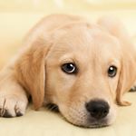 Profile Picture of Shirley Richardson (@cute_animal_pictures_daily_) on Instagram