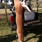 Profile Picture of Champ Chesson (@champchesson) on Instagram