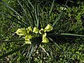 Profile Picture of Iris grant-duffiion Wikipedia