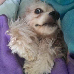 Profile Picture of Rose (@rosekpj) on Myspace