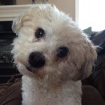 Profile Picture of Bosley (@bosley_daniel) on Instagram