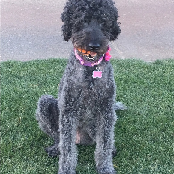 Profile Picture of Pam Coyle (@pcoyle) on Poshmark