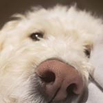 Profile Picture of Lacey Maxwell (@lyeac) on Instagram