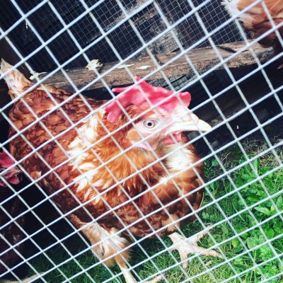 Lucykirkpatrick - Twitter Profile Picture of Lucykirkpatrick (@lucykirkpatri20) on Twitter