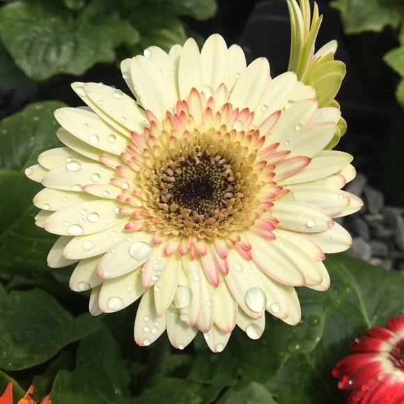 Profile Picture of Emily Quinn (@emily_quinn03) on Poshmark