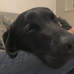 Profile Picture of James Matcham (@kollykibber) on Instagram