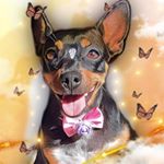 Profile Picture of Cindy Lopes (@cindy_pet15) on Instagram