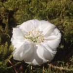 Profile Picture of Amira Freeman (@xlvx._photography) on Instagram