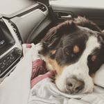 Profile Picture of Nolan[ ~_~ ]Stewart (@nolan16spike) on Instagram