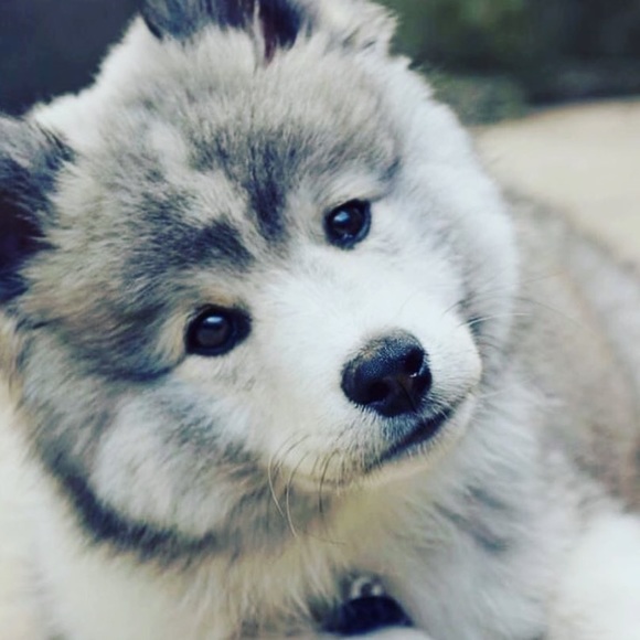 Profile Picture of Emmanuel Rodriguez (@erodriguez9210) on Poshmark