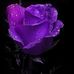 Profile Picture of Janet Pruitt (@janet.pruitt.129) on Facebook