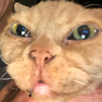 Profile Picture of Mark Martello (@MarkMartello5) on Twitter