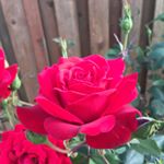 Profile Picture of Ingrid Hogenstad (@ingridhogenstad) on Instagram