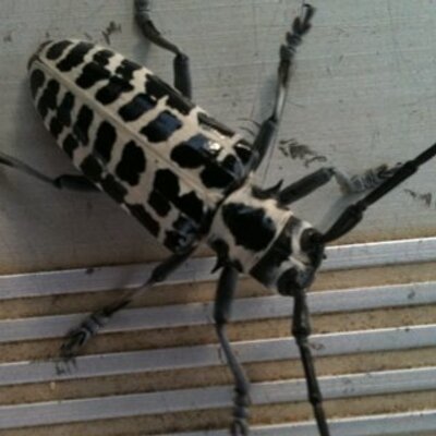 Profile Picture of Pamela Guidry (@voodooyoo) on Twitter