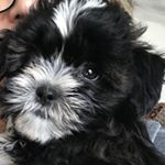 Profile Picture of Diane Hanfling Reed (@daisybellreed) on Instagram