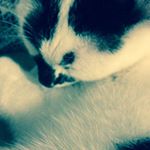 Profile Picture of Miki Brzózka Kłodnicki🐱 (@pan_miki_kot_) on Instagram