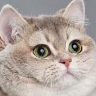 Profile Picture of James G'Sell (@JamesGSell1) on Twitter