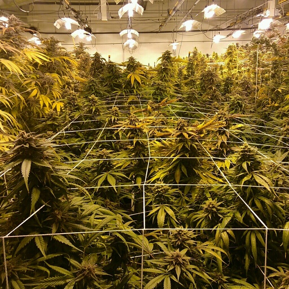 Profile Picture of Guillermo Velez (@willvelez420) on Poshmark