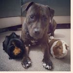 Profile Picture of Moki Frida Amelia Flora (@piggiesandapitty) on Instagram