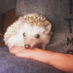 Neville Hedgebottom - Instagram Profile Picture of Neville Hedgebottom (@nevillehedgebottom) on Instagram