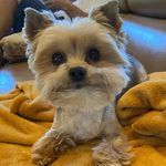Profile Picture of Kali Kramer (@kali_kramer_the_yorkie) on Instagram