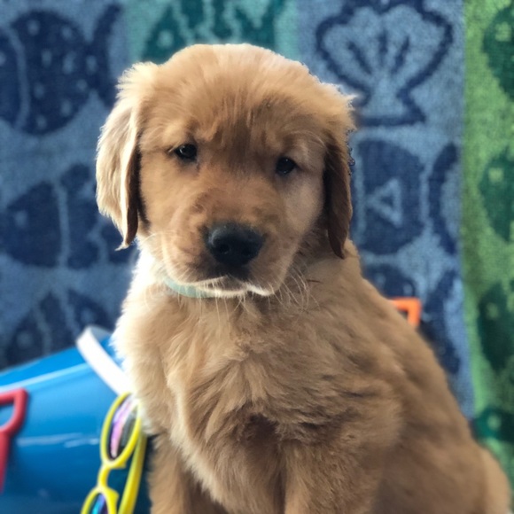 Profile Picture of Kim Emard (@kimbernboys) on Poshmark