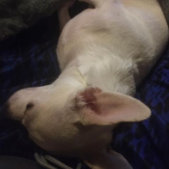 Profile Picture of Roy Stack (@roystack) on Poshmark