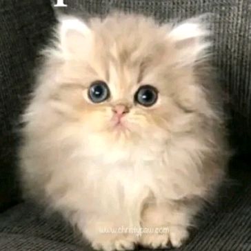Profile Picture of Jenna Walls (@@fire_girl93) on Tiktok