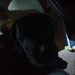 Profile Picture of Steven Whitener (@swhitener69) on Pinterest