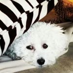 Profile Picture of Amber Watters (@olivia_dog_mama) on Instagram
