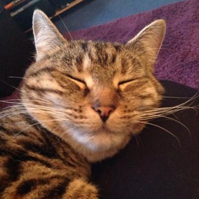 Profile Picture of Nancy Shields (@nance273) on Twitter